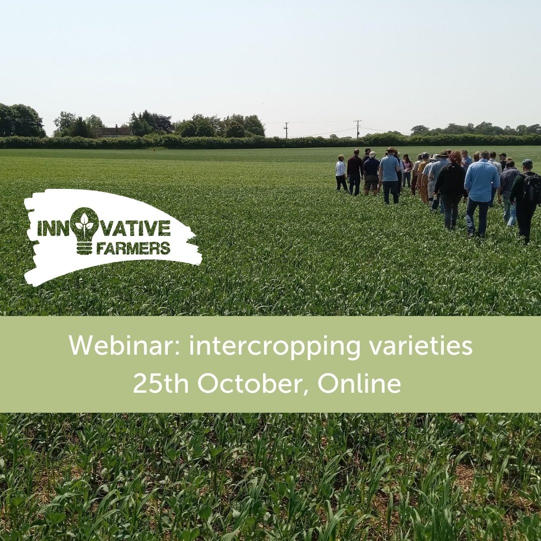 IFarmers's tweet photo. Intercropping is known to have environmental and economic benefits, but which varieties work best together in a UK climate?
Join us next week for a @Leguminose_EU webinar to find out
📆 25th October, 9:00 - 10:30am
More info & booking: https://t.co/O97Fy7xEcB
#LEGUMINOSE https://t.co/F55mkqMhJE