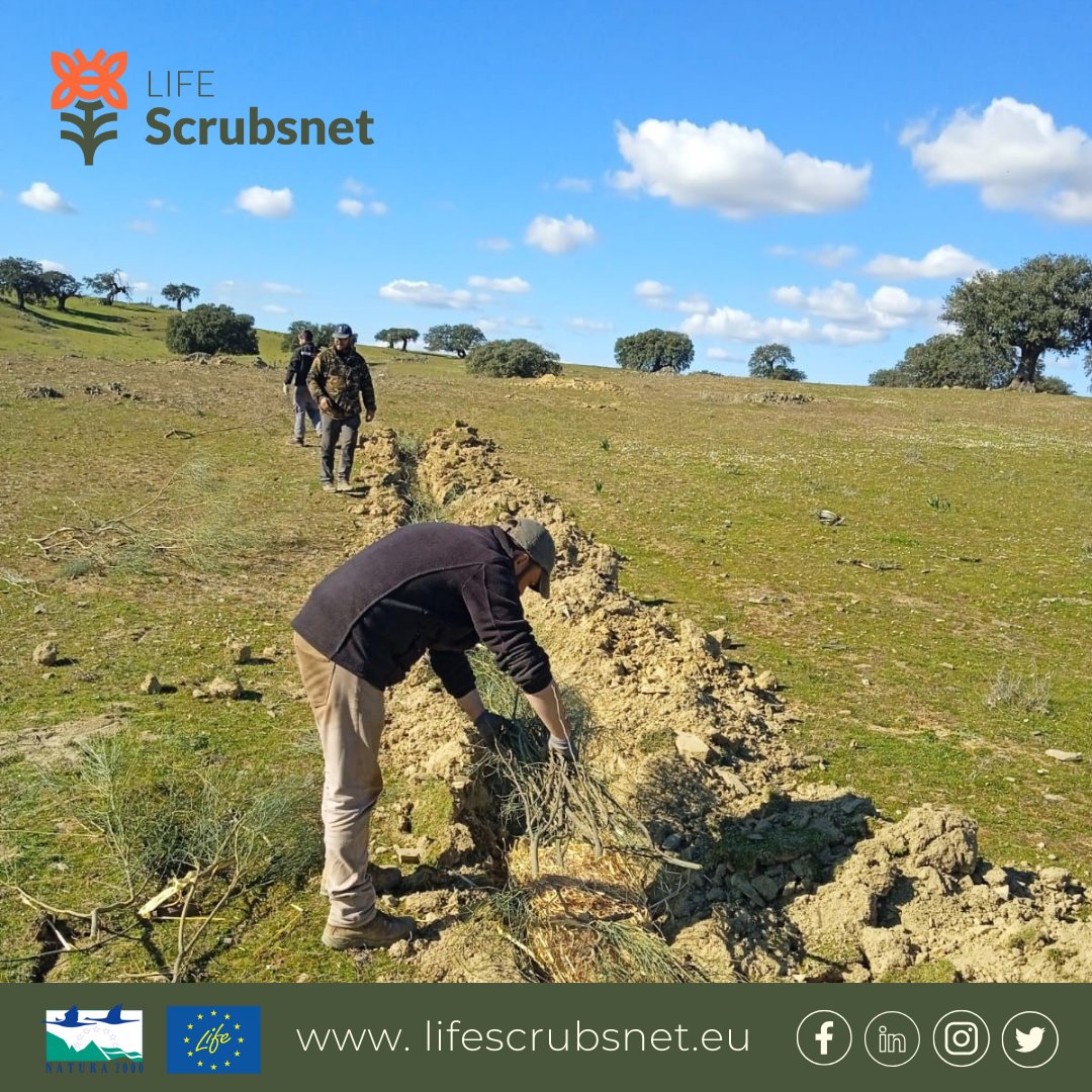 LScrubsnet's tweet image. Tools and Techniques for #Conservation: #Swales 🌿

Why are they important? 
🌎 They Control Erosion
🌱 Improve Water Quality
💦 They serve to recharge Aquifers
🏙️ Improved Stormwater Management
🌿 Promotion of Vegetation

ℹ More info: lifescrubsnet.eu/conservation-t…