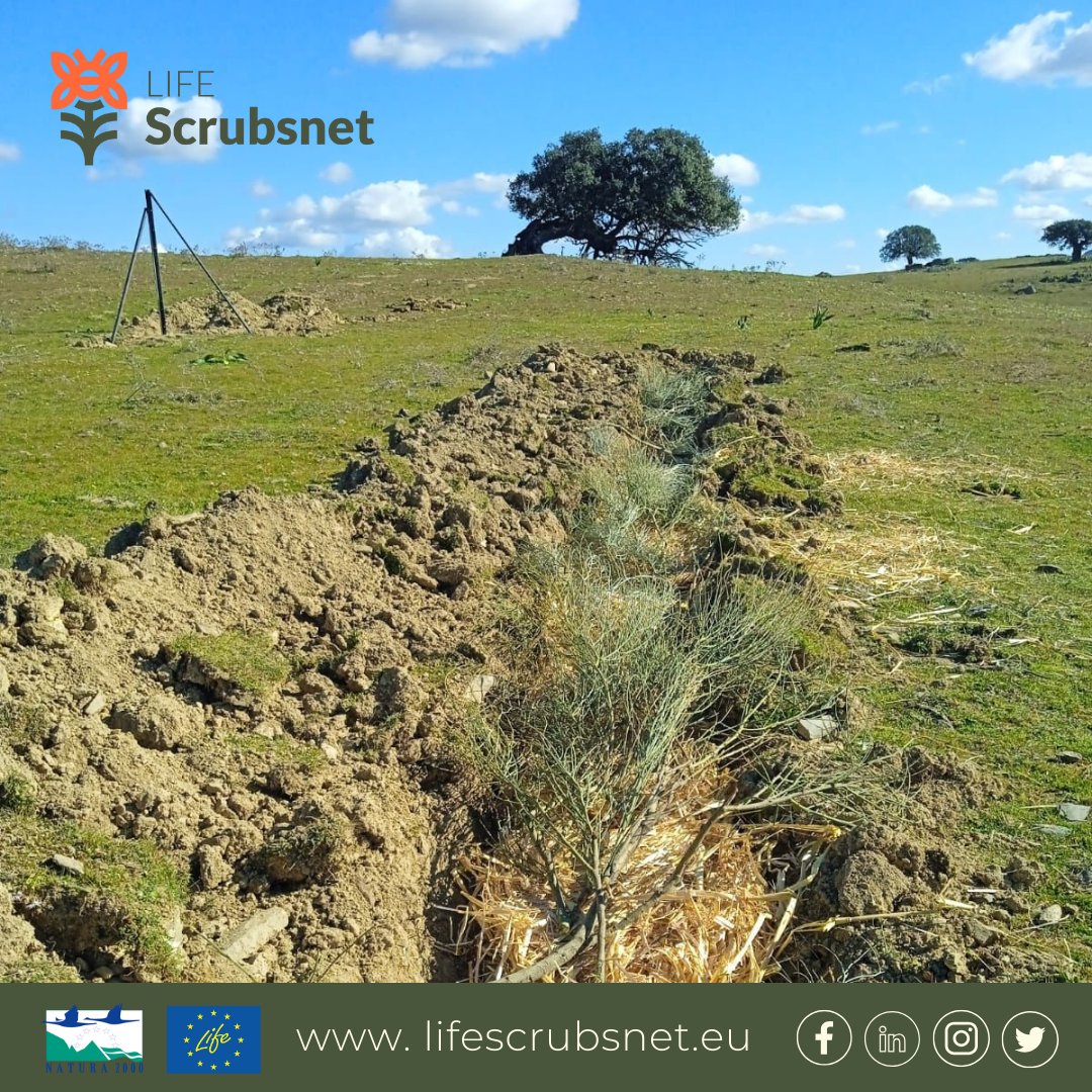 LScrubsnet's tweet image. Tools and Techniques for #Conservation: #Swales 🌿

Why are they important? 
🌎 They Control Erosion
🌱 Improve Water Quality
💦 They serve to recharge Aquifers
🏙️ Improved Stormwater Management
🌿 Promotion of Vegetation

ℹ More info: lifescrubsnet.eu/conservation-t…