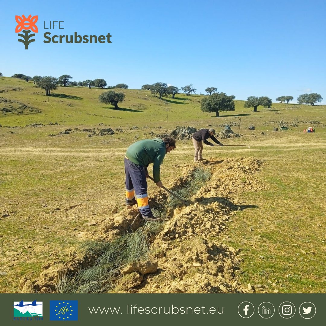 LScrubsnet's tweet image. Tools and Techniques for #Conservation: #Swales 🌿

Why are they important? 
🌎 They Control Erosion
🌱 Improve Water Quality
💦 They serve to recharge Aquifers
🏙️ Improved Stormwater Management
🌿 Promotion of Vegetation

ℹ More info: lifescrubsnet.eu/conservation-t…