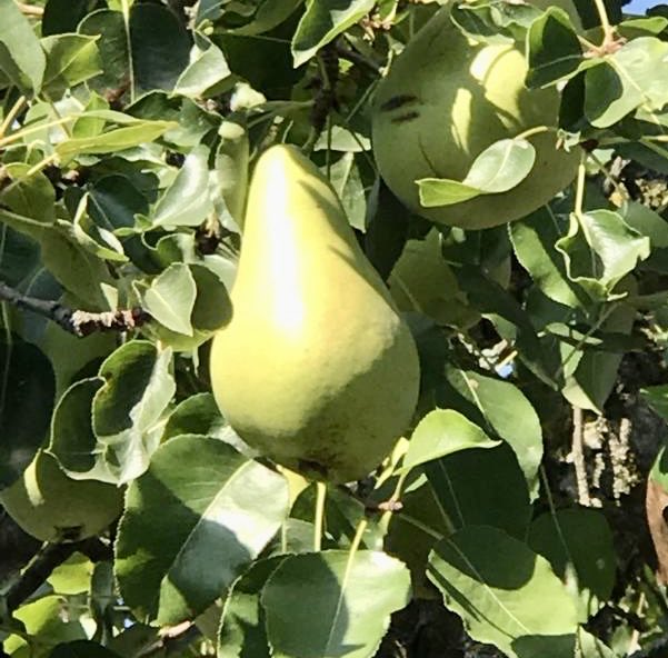 glaubeweiter's tweet photo. Die letzten #Birnen werden #geerntet 👉#verlockend #süß und #saftig erinnern sie an das Gedicht vom weisen gütigen Herrn Ribbeck "Und in der goldenen Herbsteszeit leuchtet’s wieder weit und breit. Und kommt ein Jung' übern Kirchhof her, so flüstert's im Baume: »Wiste 'ne Beer?«" https://t.co/N0yMAbWNr0