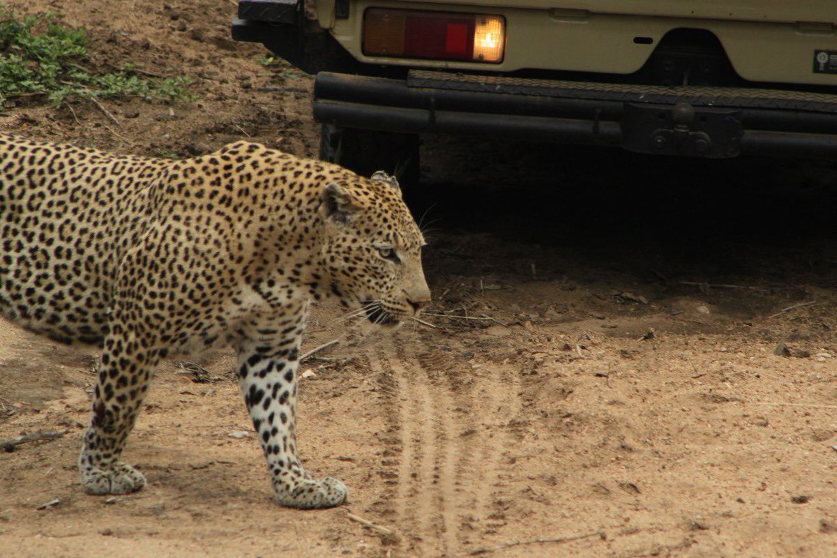 DigitaltourismW's tweet photo. Big male LEOPARD 🐆 https://t.co/XyldzzQFUo