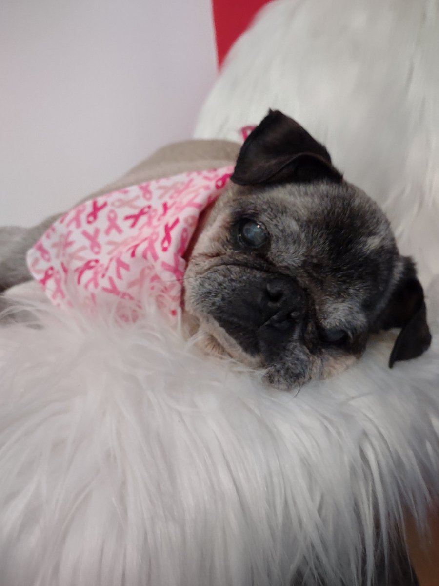 #FlashbackFriday 
Feeling #PrettyInPink 
Have a wonderful #Weekend everyone. Love, #AngelMushu 
#puglife #puglove #dogsoftwitter #pugsoftwitter  #dogsofx #beautiful #Memories #handsome #pug #PinkOctober