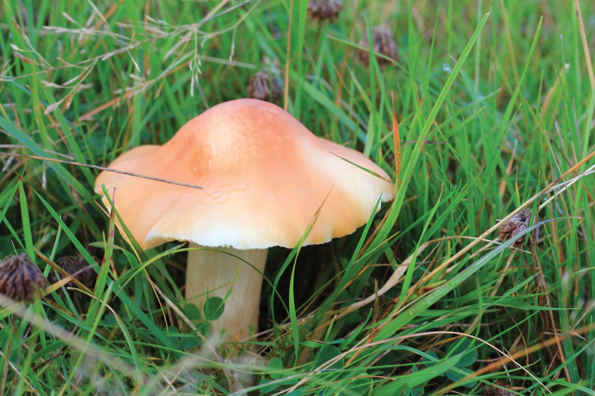 Put your fungi ID skills to the test, on a fungi foray around Ingleborough. 🍄

Join us tomorrow (Saturday 21st Oct.) on a guided walk of the reserve - colourful waxcaps are found in abundance here!

eventbrite.co.uk/e/723426457007…

#fungifriday