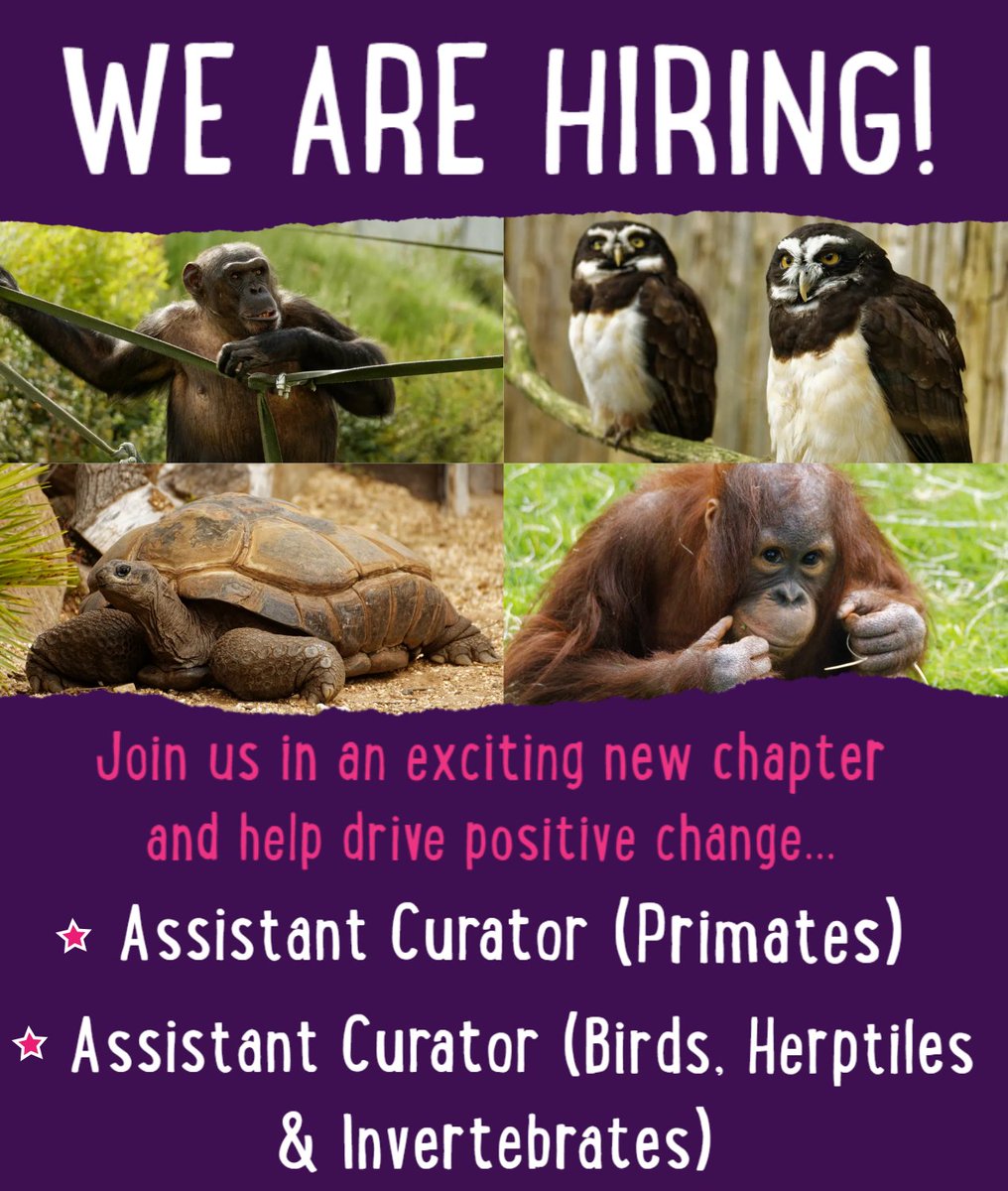 An exciting time to join us as our charity enters a new chapter through restructure, providing two ideal opportunities to drive positive change &amp; help shape the future of our conservation efforts &amp; exceptional work delivered by our teams

Info: jobs.twycrosszoo.org