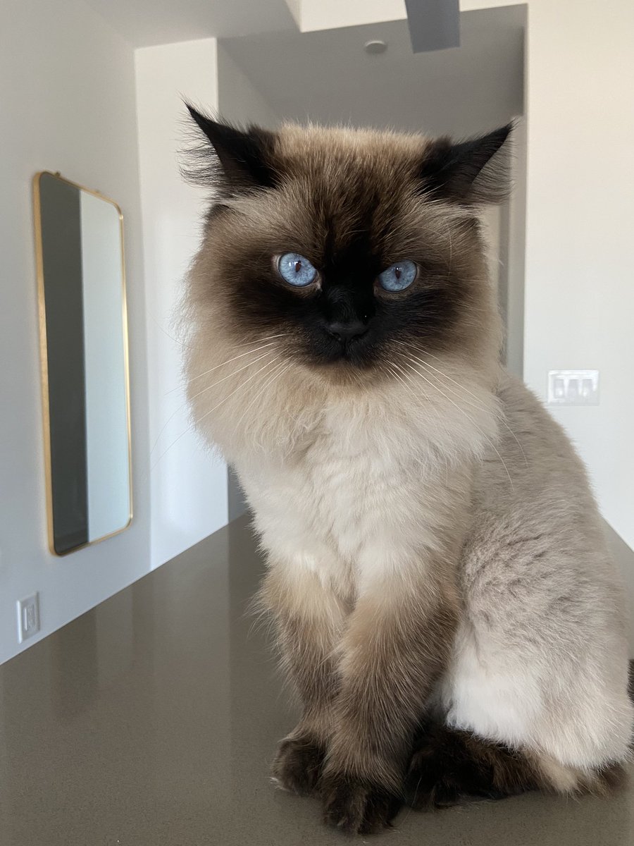 Today I turn 3!! 🎉🎂🎈💙