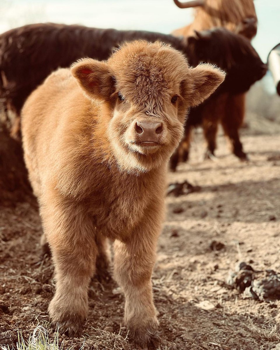 So adorable 
#cow