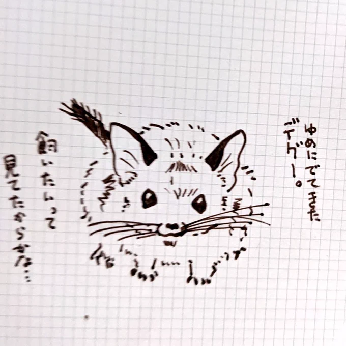 でも、ねこちゃんいるしな…