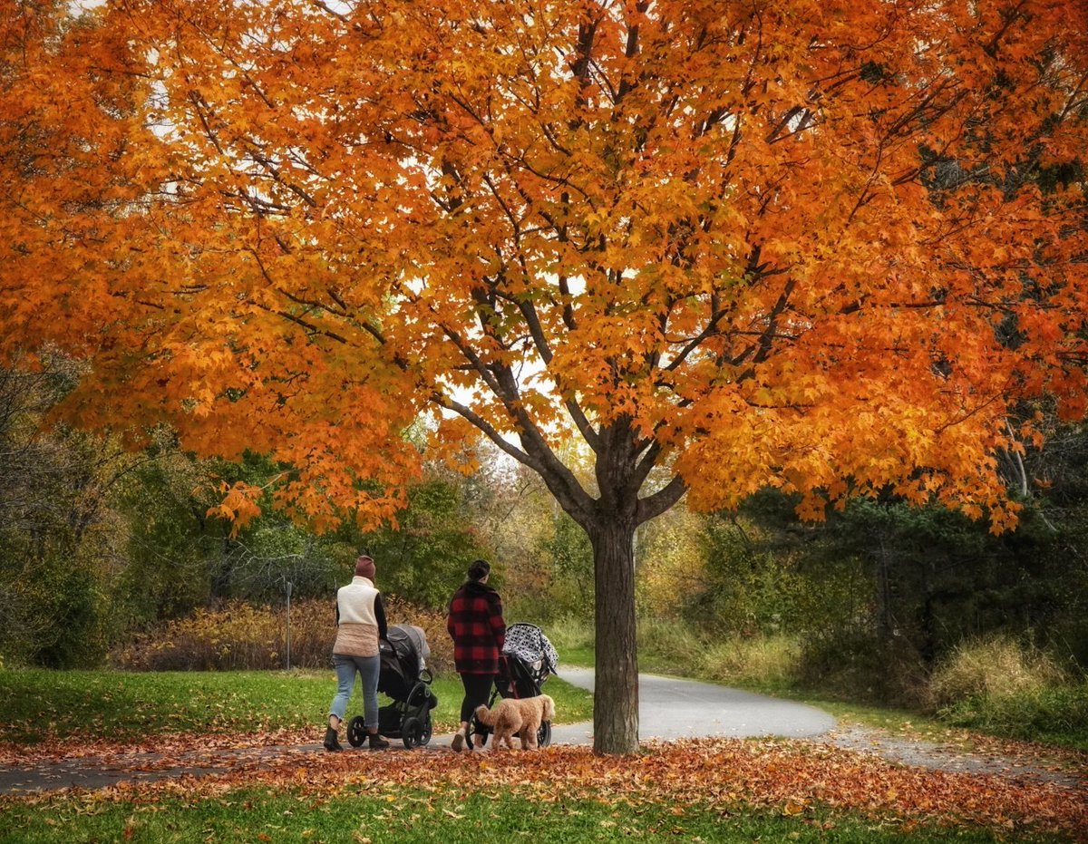 Happy Friday!

#ottawa #fallcolors #fall #mapletree #AutumnVibes #autumnleaves #Canada #NaturePhotography #naturelovers #StormHour @YoushowmeP #ThePhotoHour #ThePhotoMode #WeatherUpdate #DiscoverON