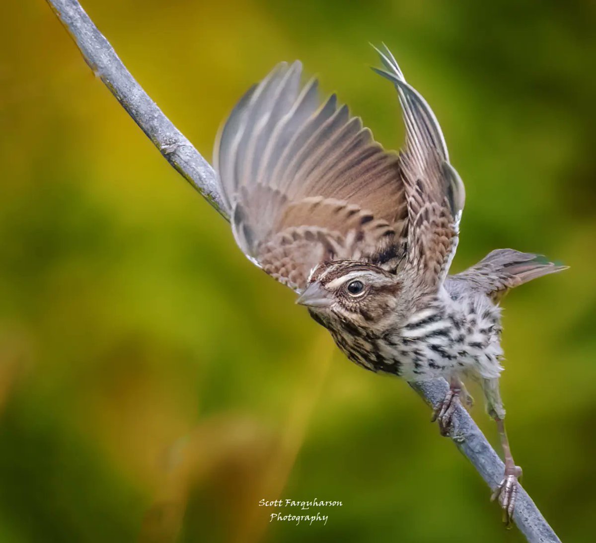 Song Sparrow! 
Scottfa.picfair.com

#birds #bird #birdwatching #birdphotography  #nature #BirdsOfTwitter #wildlife #wildlifephotography #BirdsSeenIn2023  #wildlifephotograph #NaturePhotography #Twitter #TwitterNatureCommunity #birdphotography