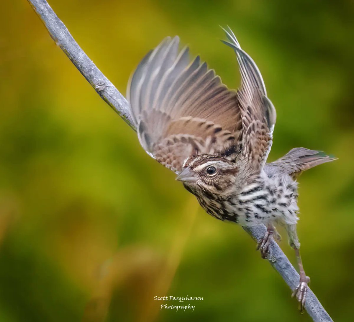 Song Sparrow! Scottfa.picfair.com #birds #bird #birdwatching #birdphotography #nature #BirdsOfTwitter #wildlife #wildlifephotography #BirdsSeenIn2023 #wildlifephotograph #NaturePhotography #Twitter #TwitterNatureCommunity #birdphotography