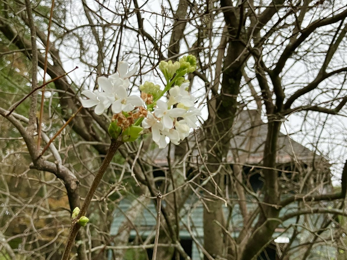 Sheila Liming tweet media