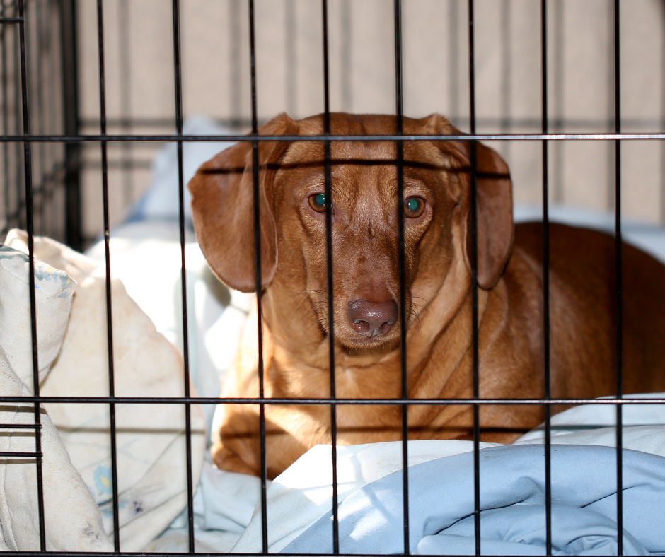 WalshFencing5's tweet photo. 🐶We install dog kennels for your furry friends!🐕

#fence #kennel #dogs #BayofQuinte #Kingston https://t.co/jSydMWSWUD