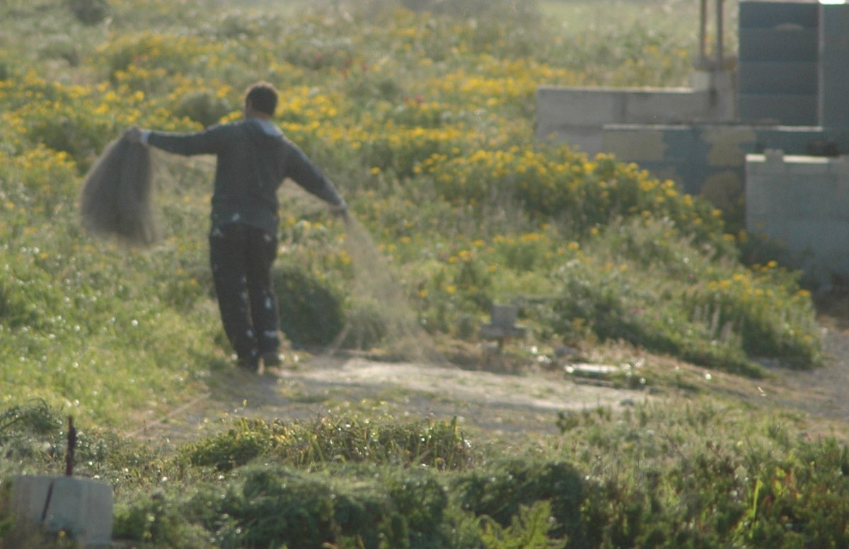 BirdLife_Malta's tweet photo. 📢 Possibly Malta’s largest mock ‘research’ effort has just started today thanks to a so-called derogation which transforms bird trappers into researchers by the powers of Minister @ClintCamilleri.  

With the excuse of catching #finches to research them (and then supposedly letting them go), a total of just over 3,000 trappers shall be utilising over 2,600 trapping site locations strewn across Malta and Gozo for this purpose. A further 1,364 sites shall be permitted to legally trap (i.e. catch and keep) #SongThrush (Malvizz) and #GoldenPlover (Pluviera).  

🐦 Trapping sites are clearings in fields and even natural land (including Natura 2000 sites) which are authorised to trap by the Wild Birds Regulation Unit (WBRU) irrespective of ownership status. At such sites, clap-nets are laid on the floor, lined with various caged birds to attract their wild counterparts. A small hut or hide is normally used by the trapper to operate the nets.  

⚠️ Want to know if a site you have walked past or in your area is legally allowed to operate? We’ve downloaded the data sets of authorised locations by WBRU on Google Maps which can be accessed from here: https://t.co/DO3HzdFHEm.  

📱 A smartphone with your location on can help you navigate across Malta’s research trapping landscape. 

‼ Found something illegal or suspicious? Illegal trapping sites are best reported by taking photos and marking their exact map coordinates. Such information can be sent to us via Facebook messenger, or directly relayed to the @MaltaPolice Environmental Protection Unit (EPU) by calling 119.