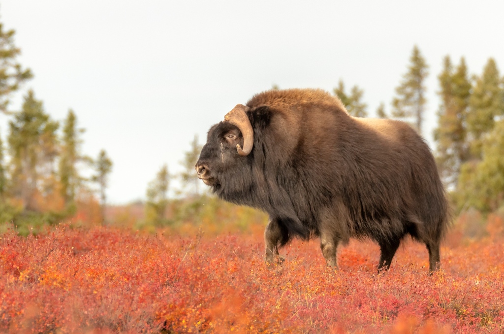 Experience the ancient wonders of nature as prehistoric musk oxen gracefully stroll through the breathtaking fall colors of Northern Canada. 🍂✨ Like or comment if you're in awe of this mesmerizing display crafted by Mother Nature herself! 🌿🐂 #PrehistoricWonders #FallColors