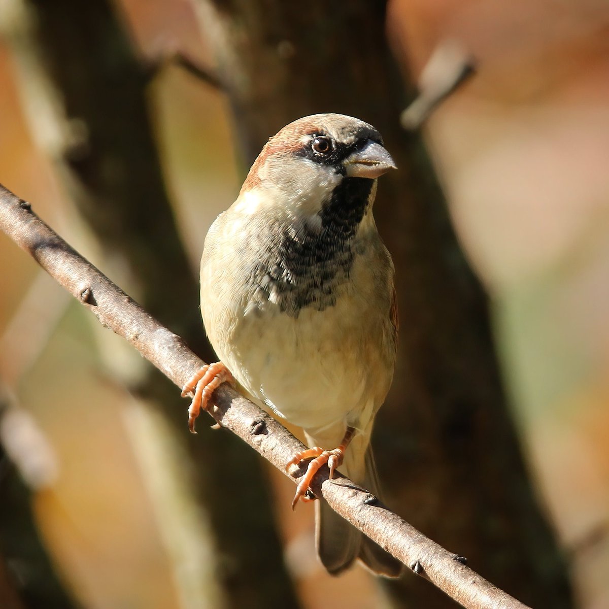 Happy Friday! #happyfridayeveryone #sparrows #housesparrows #sparrow #birdworld #ohiobirdworld #ohiobirdlovers #birdwatching #birdwatchers_daily #HappyFriday #birdwatchersdaily #itsfriday #birdwatchohio #ohiobirds #birdlove