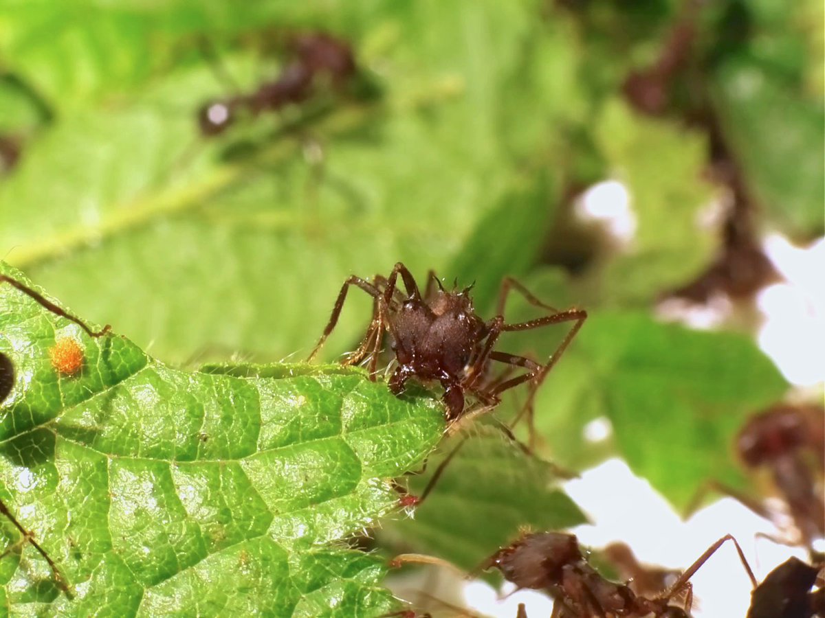 EvoBiomech's tweet photo. New paper, hot off the press @RSocPublishing, https://t.co/KBzANbFXUo! We investigated the biomechanics of cutting in leaf-cutter ants – work led by Freddie Pueffel and supported by @HFSP &amp; @ERC_Research. 1/n https://t.co/OK06Ofah6A