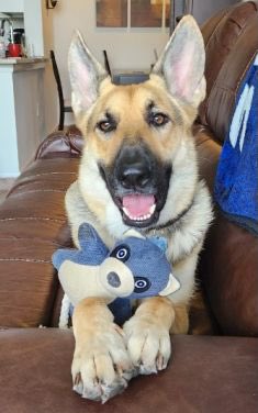 Austin German Shepherd Rescue tweet media