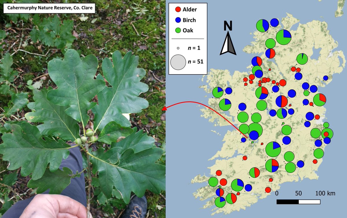 ADAPTForRes's tweet photo. We have sampled DNA from over 1271 trees across 86 native woodland sites. We're using advanced next-gen sequencing to uncover genetic diversity levels in key gene regions that could help our trees thrive in future climates. 🌿🧬#ClimateResilience #ADAPTForRes @NBGGlasnevinOPW https://t.co/nJbUwan1VU