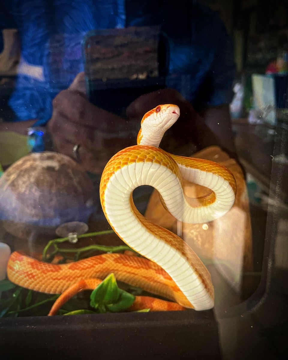 Mattmilko tweet media