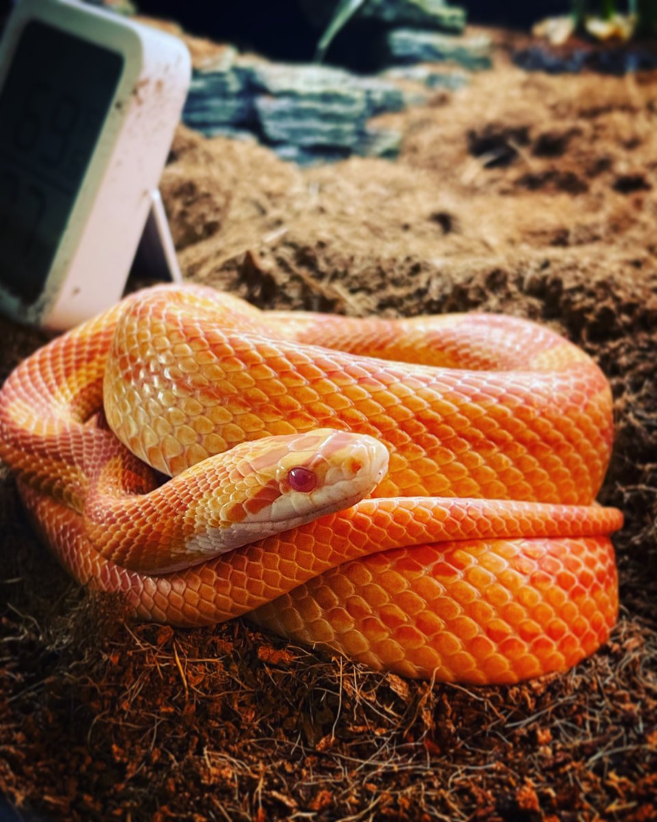 Mattmilko tweet media