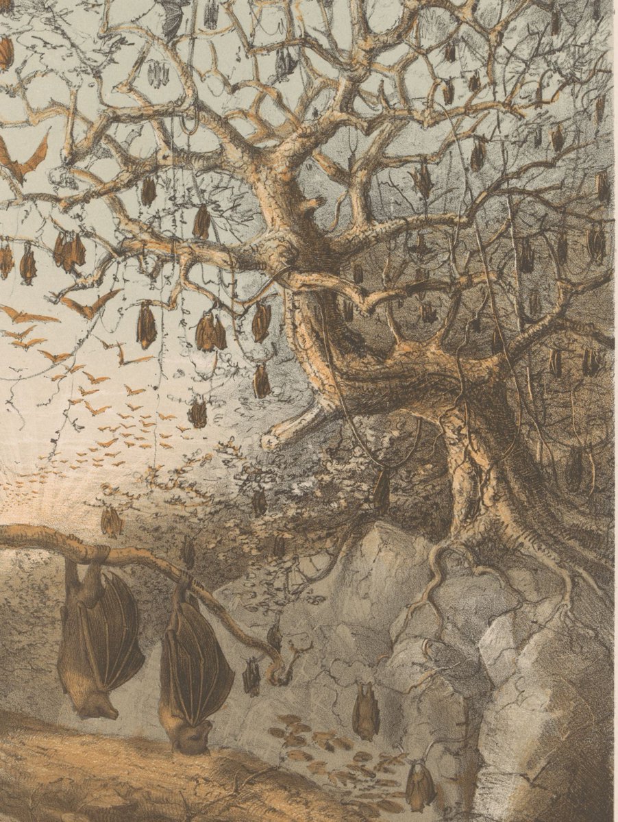 Bats in a Tree, Johannes Gerardus Keulemans, after François P.L. Pollen, 1868
_
#bookplate #bookillustration #bookstagram #witchaesthetic #monsterdesign #witchcraft #alchemy #ofdarkandmacabre #superstitiology #GothicSummerVibes #weirdcartwitter #tatooidea #villageofstrange