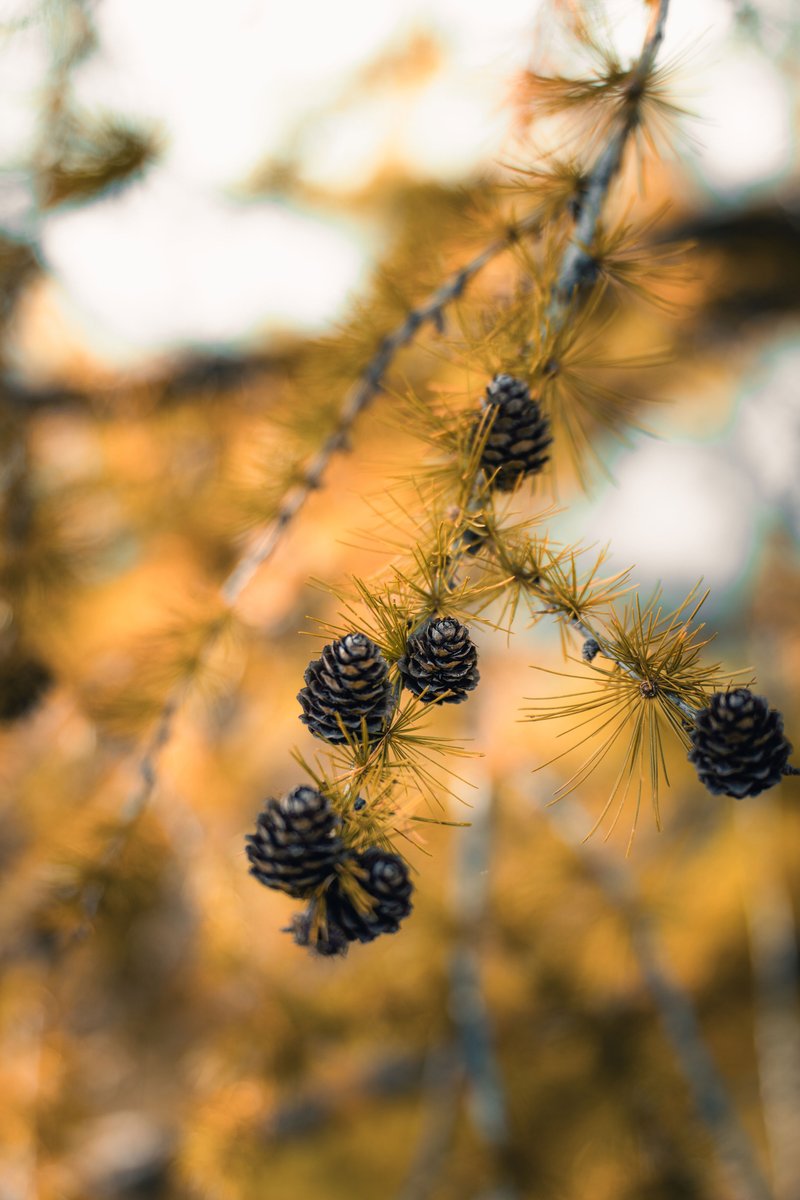 Herbststimmung in der Ferienregion Viamala – eingefangen vom Fotografen und Content Creator Long-Nong Huang.