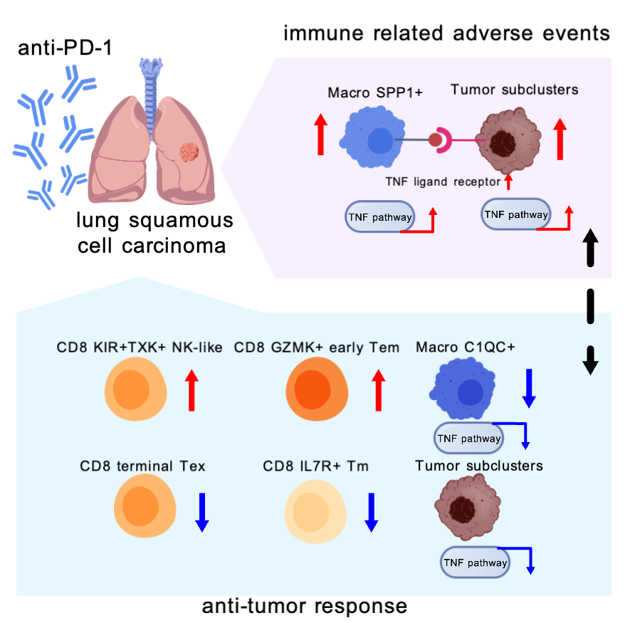 New #JITC article: Divergent tumor and immune cell reprogramming underlying immunotherapy response and immune-related adverse events in lung squamous cell carcinoma bit.ly/3S50JSc <a href="/yingjing06/">Jing Ying</a>