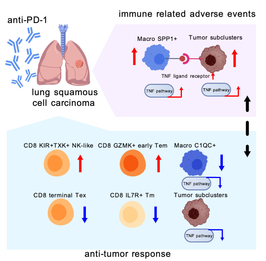 New #JITC article: Divergent tumor and immune cell reprogramming underlying immunotherapy response and immune-related adverse events in lung squamous cell carcinoma bit.ly/3S50JSc @yingjing06