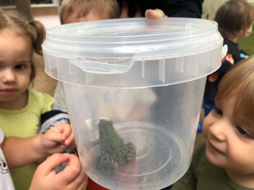 EMoixaines's tweet photo. El jardí de l'escola és un espai ple de sorpreses. Aquesta setmana vam trobar-hi una granota que hem alimentat i observat per, tot seguit, deixar en llibertat. #ebmoixaines #escolesverdes #descoberta #cuidemlentorn https://t.co/0XUl1BKR32