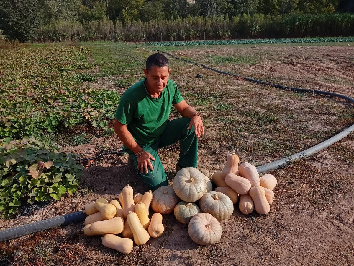 CanibalBerlin's tweet photo. Ferran Argilés, pagès a Món Sant Benet: “La carbassa és una planta forta de conreu fàcil. Hem patit la falta d’aigua, però podríem dir que hem salvat la collita!” 🔪 @MANS_Ecologic

▶https://t.co/9sH6GF7UK0 https://t.co/CGTUrJKidb