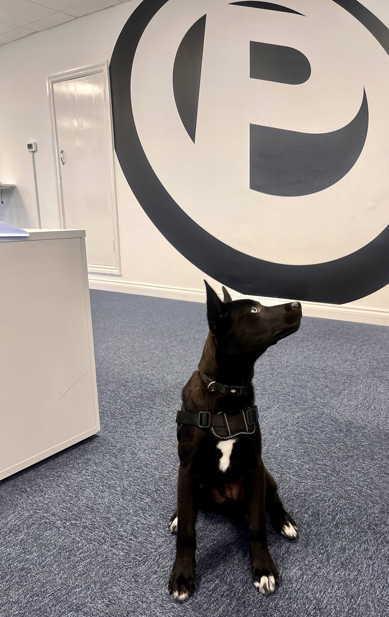 PurplexSteve's tweet photo. Gunner’s first trip into the office 🥰🥰 #puppy #husky https://t.co/FWl6ARvjnP