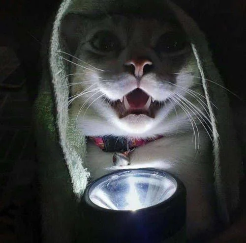 Dont Show Your Cat tweet media