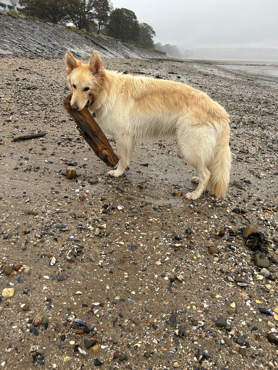 Yes Humoms it’s heavy, no Humoms I won’t drop or leave or any of dose words ., my stick and no’s I’m not ridiculous #gsd #dogsoftwitter #dogsofx