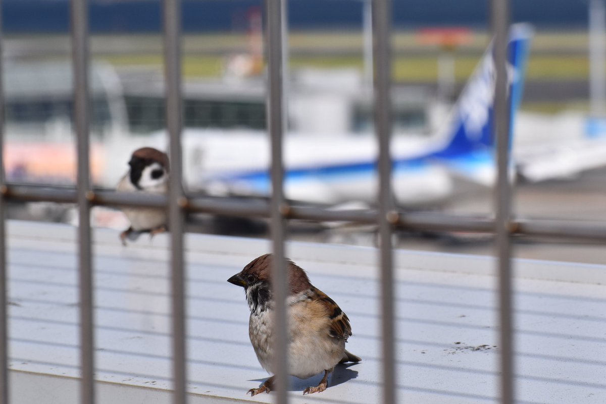 2023/10/20
スズメさんも一緒に
#羽田空港
#HanedaAirPort
#東京国際空港
#TokyoInternationalAirPort
#羽田空港第2ターミナル
#ANA
#anaタビキブン
#ソラマニ_ヒコーキ
#allnipponairways
#全日空
#flyana
#Nikon
#スズメ
#すずめ
#bird
#birdwatching