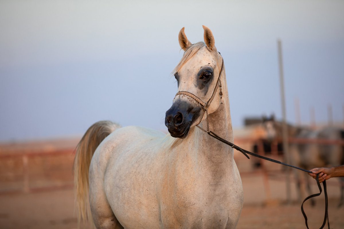kh343k's tweet photo. #واس : 

ركوب الخيل .. رياضة تستهوي شباب 
محافظة #طريف . #الحدود_الشمالية  

https://t.co/VKYhcyOZL3 https://t.co/fZvmNAKMCZ