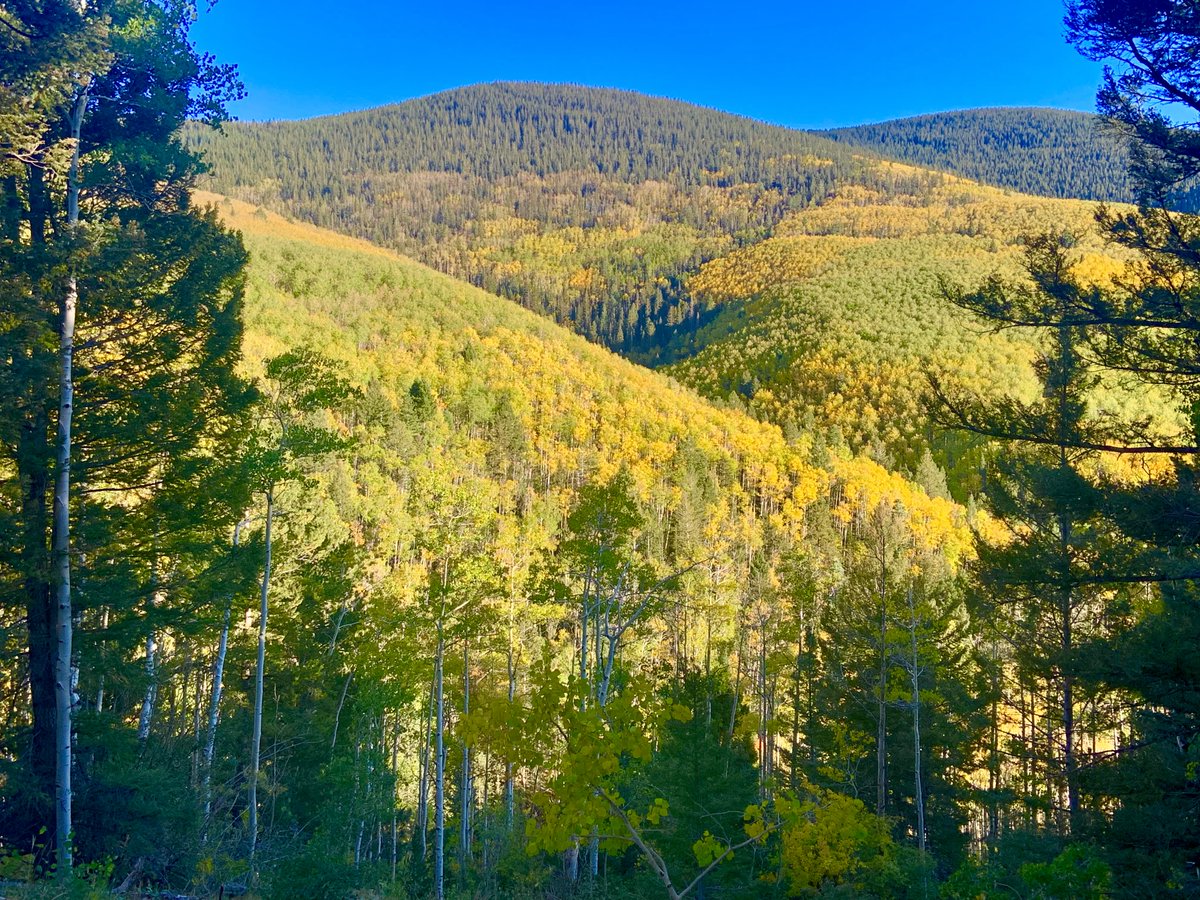 Blanket of Gold

#aspen #fall #fallcolor #October #autumnleaves #NaturePhotography #NatureBeauty #NewMexico #wildearth #wilderness #Friday #Weekend