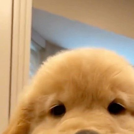 my sphere shaped floof #joontriever #준트리버 #RM