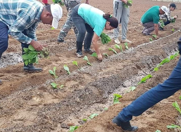 Inicia siembra de tabaco en #PinardelRío. <a href="/YamileRamosCord/">Yamilé Ramos Cordero</a>  y <a href="/EumelinGobPinar/">Eumelín González Sánchez</a> encabezan la plantación en las vegas pinareñas, la tierra del mejor tabaco del mundo, donde en 12 905 hectáreas crecerá más del 70% de las plantas que sembrará #Cuba
#CultivandoRevolución 
#UnidosXCuba