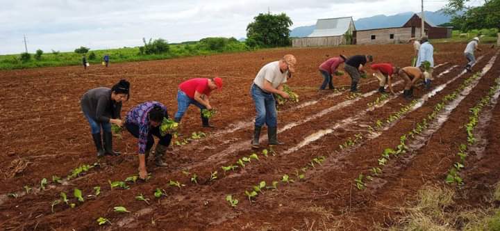 GrandaMorejon's tweet photo. Inicia siembra de tabaco en #PinardelRío. @YamileRamosCord  y @EumelinGobPinar encabezan la plantación en las vegas pinareñas, la tierra del mejor tabaco del mundo, donde en 12 905 hectáreas crecerá más del 70% de las plantas que sembrará #Cuba
#CultivandoRevolución 
#UnidosXCuba https://t.co/vjygt2EaEL