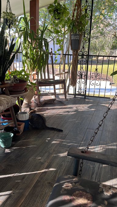just realized my cat's coloring is perfectly suited for my deck, she's such a cute little predator https://t