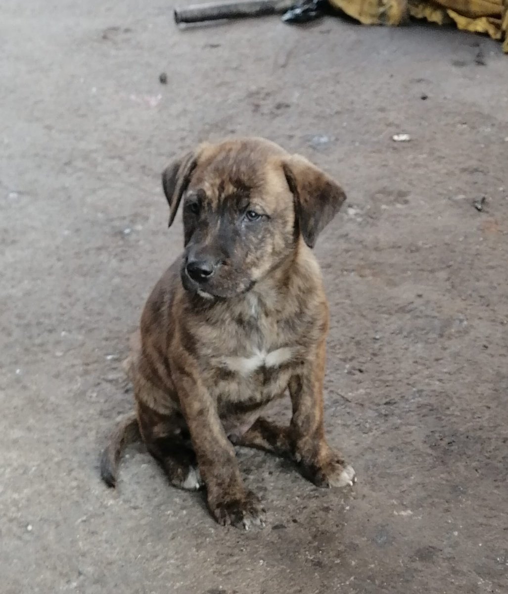 Fundacion_CIMA's tweet photo. Estos pequeñitos aun esperan x una Familia. Estan vacunados y desparasitados, tamaño mediano.
Recuerda que al #Adoptar estás #SalvandoUnaVida 
Estan en la comuna de P.A.C pero se pueden ir a dejar a su nuevo hogar si es necesario👍 Por favor #Ayuda a #Difundir 🙏🙏🙏🙏 https://t.co/SzI7sDwWu9