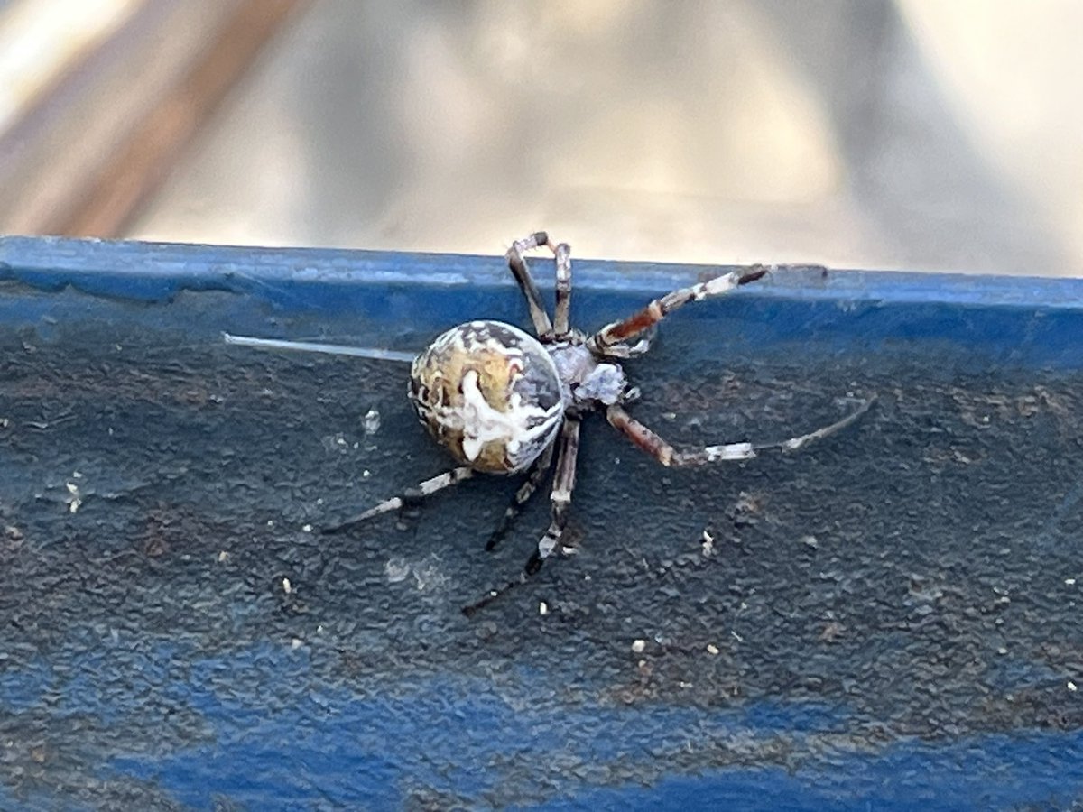 addielitte's tweet photo. Hola @Arachno_Cosas sabrás que de familia o si es de importancia médica este bonito arácnido.
Saludos !! https://t.co/SKM24gQrNG