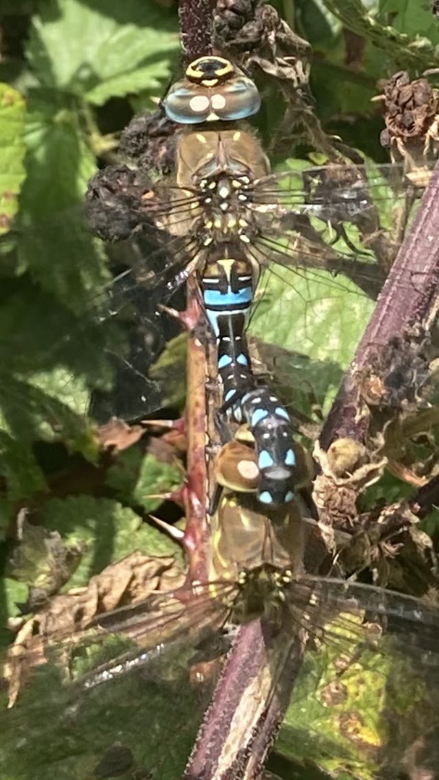 dommeath1's tweet photo. Anyone able to identify this particular it https://t.co/y3cLEUWvf4