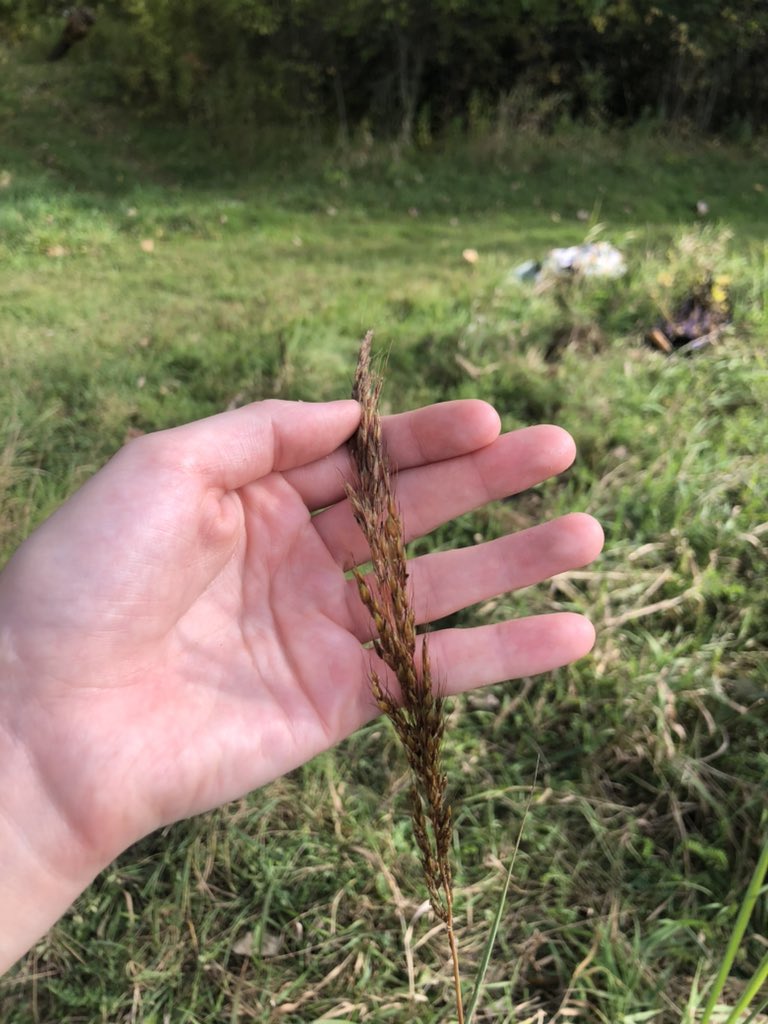 MSU FW Club tweet media