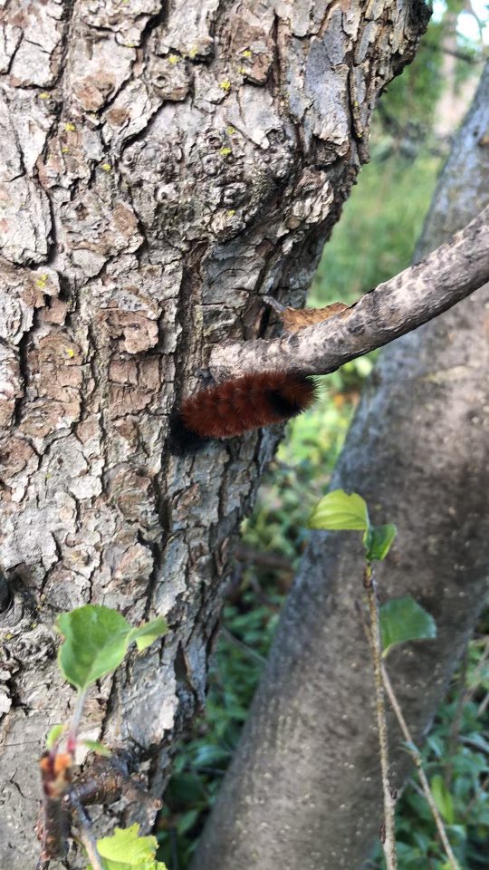 MSU FW Club tweet media