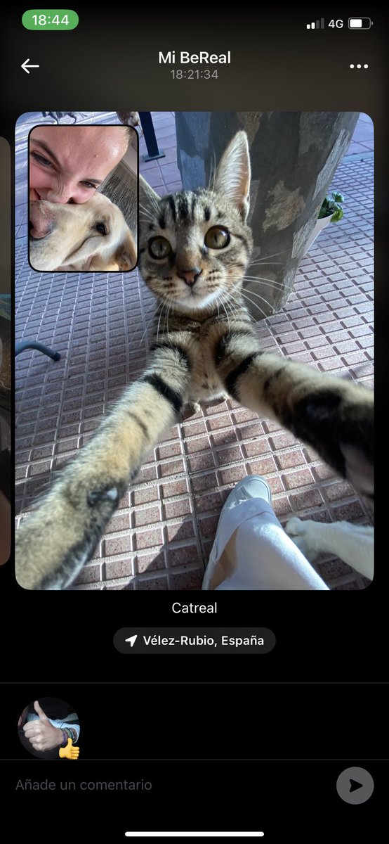 lucare05's tweet photo. El michi real perfecto no existe
El michi real: https://t.co/YBQtC3XHEa