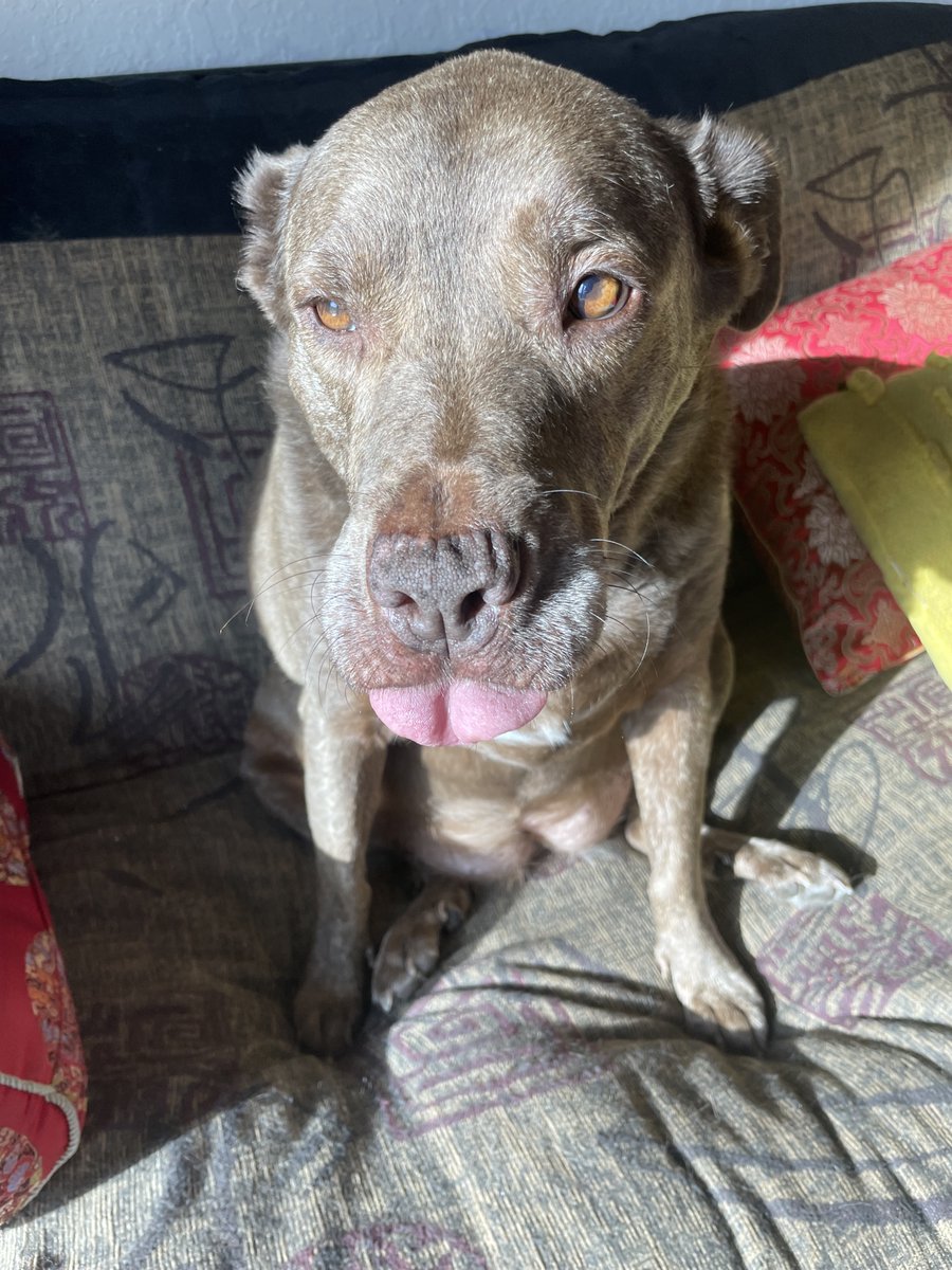 Singhjen @ yellow dog tweet media