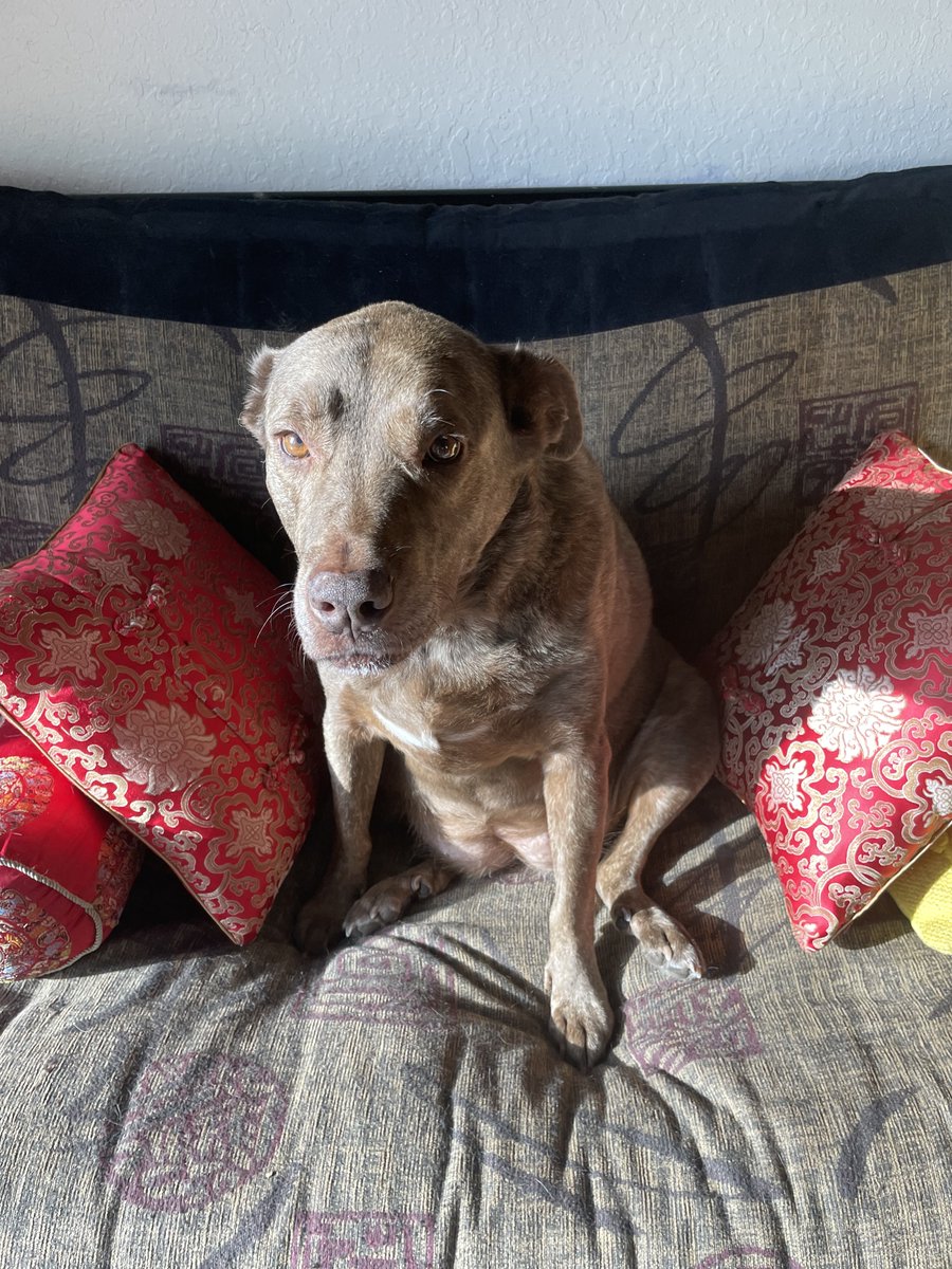 Singhjen @ yellow dog tweet media