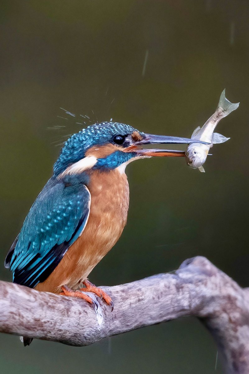 π’π
πππΎπ€π±πππΎππ (@hertskingfisher) on Twitter photo A female kingfisher keeps on fishing through Storm Babet this evening. The rain drops pinging off her head. A female kingfisher keeps on fishing through Storm Babet this evening. The rain drops pinging off her head.